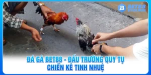 Đá Gà Bet88 - Đấu Trường Quy Tụ Chiến Kê Tinh Nhuệ